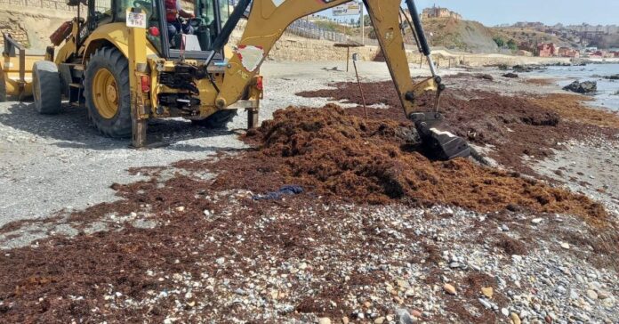 Emergencia ambiental en Ceuta: La Ciudad retira más de 1.200 toneladas de alga asiática en solo una semana