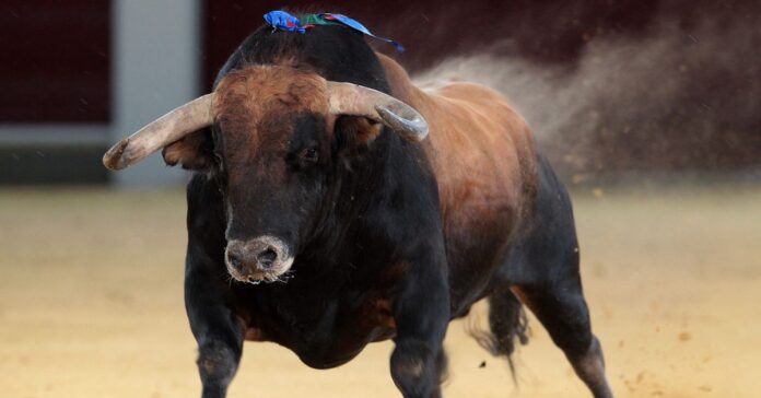 Cartel de la Feria de Hogueras de Alicante 2026: combinaciones, toreros y horarios de los festejos