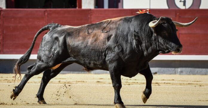 Dónde ver la Feria de Hogueras de Alicante 2026 hoy 25 de junio, cartel y retransmisión televisiva en directo