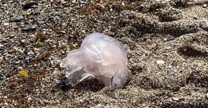 Las medusas regresan a las playas de Ceuta y condicionan el primer baño del verano