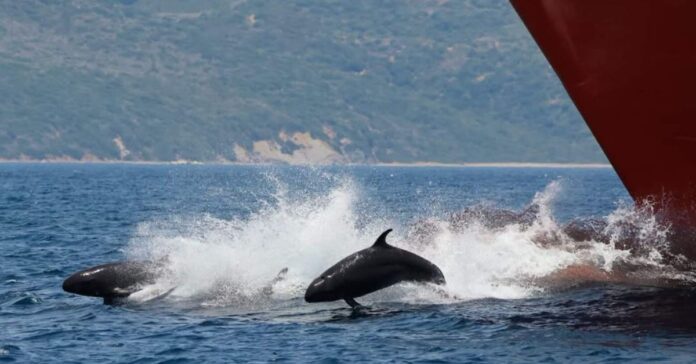 Sorpresa en el Estrecho de Gibraltar: avistan un grupo de más de 50 ‘falsas orcas’