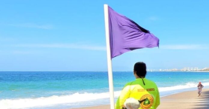 Las playas que más veces colgarán la bandera morada este verano por la presencia de medusas y fauna peligrosa