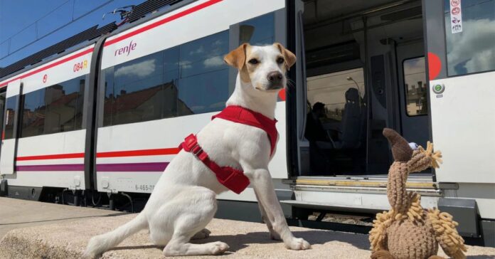 Renfe permitirá viajar con perros de hasta 40 kilos en todos sus trenes a partir del próximo martes