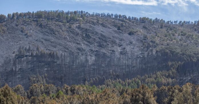 El incendio de Guadalajara arrasa ya 26.000 hectáreas y se convierte en el mayor de la historia de Castilla-La Mancha