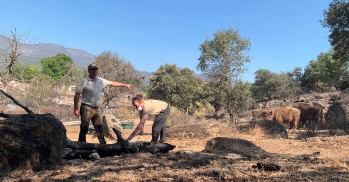 Los bisontes de Robledo de Chavela ejercen de «cortafuegos natural» y salvan una reserva del macroincendio de Madrid