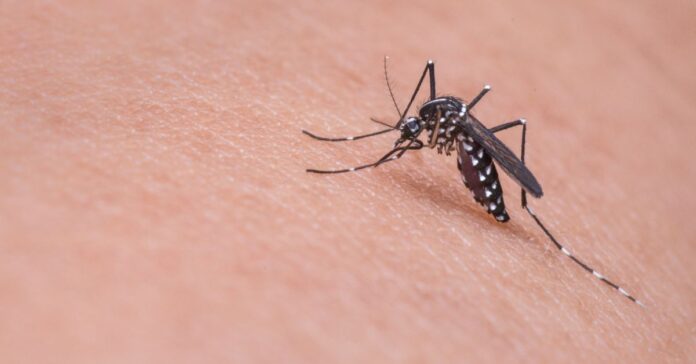 Andalucía confirma la primera muerte de la temporada vinculada al virus del Nilo