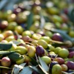 El sistema europeo de alerta rápida detecta altos niveles de plomo en dos envíos de aceitunas marroquíes dirigidos a Alemania y Holanda El sistema de alerta rápida europeo detecta altos niveles de plomo en dos envíos de aceitunas marroquíes en Alemania y Holanda