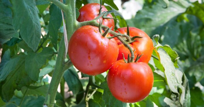 COAG cifra en 24.000 los empleos perdidos por el retroceso del tomate español ante la competencia marroquí
