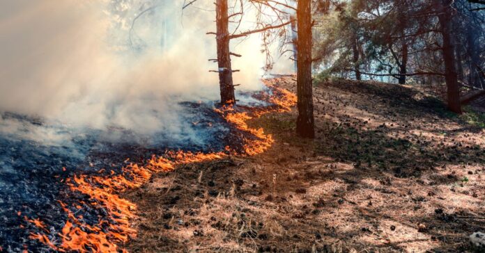 El incendio de Niebla supera las 31.000 hectáreas, sigue “muy activo” y obliga a nuevos desalojos en Huelva y Sevilla