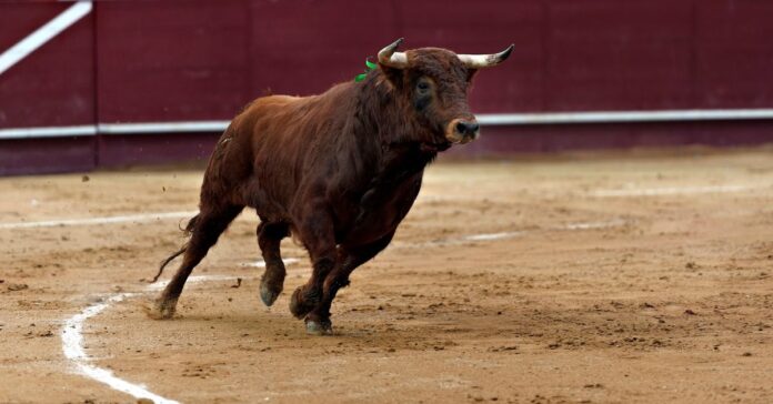 Toros hoy jueves 13 de agosto: quién torea, horarios y dónde ver las novilladas por TV y online
