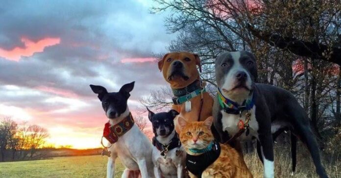La Audiencia Nacional admite como acusación popular a una asociación dirigida por cuatro perros y un gato