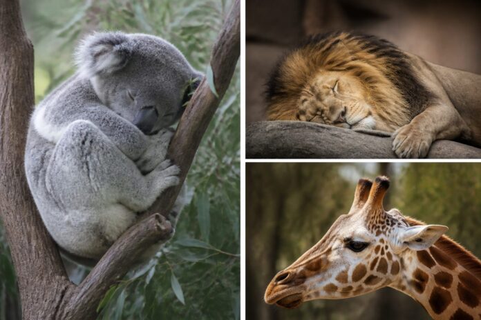 El sueño de los animales: quién duerme más y quién casi nada