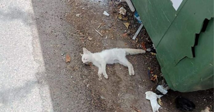Un juez de Ceuta abre diligencias para investigar el hallazgo de gatos comunitarios muertos y mutilados
